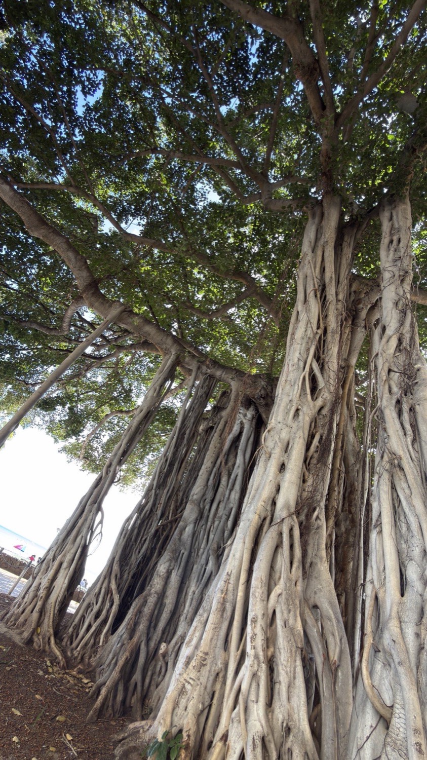 Banyan trunk and aerial roots in bundles, branching overhead