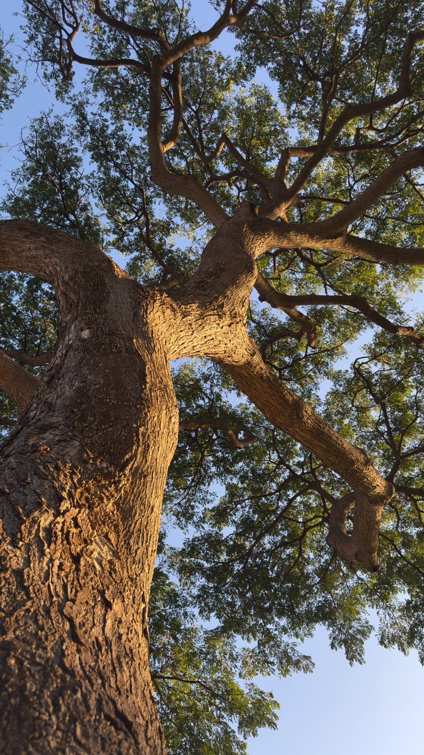 Looking up a large tree: one trunk dividing into limbs that thin and branch into a wide canopy