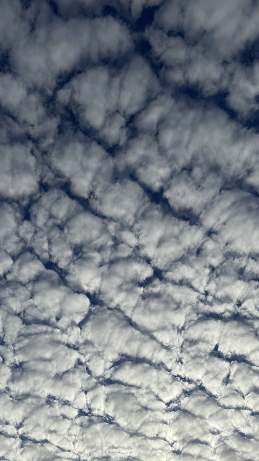 A layer of rounded cloud cells split by thin dark creases