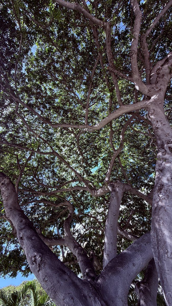 Looking up into a fig canopy: thick limbs dividing into thinner branches under dense leaves