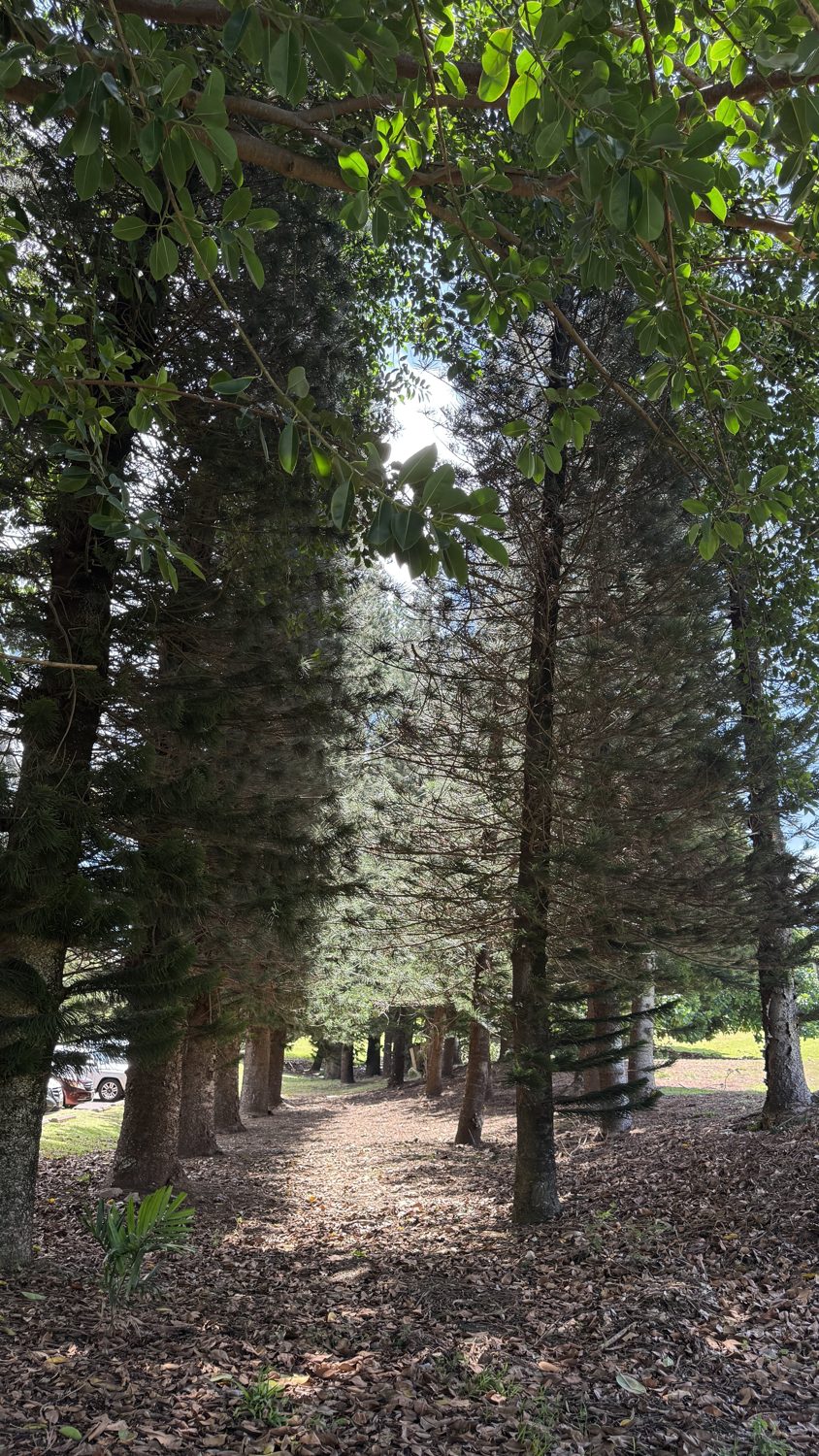 A path through rows of tall trees under a leafy canopy, light at the far end