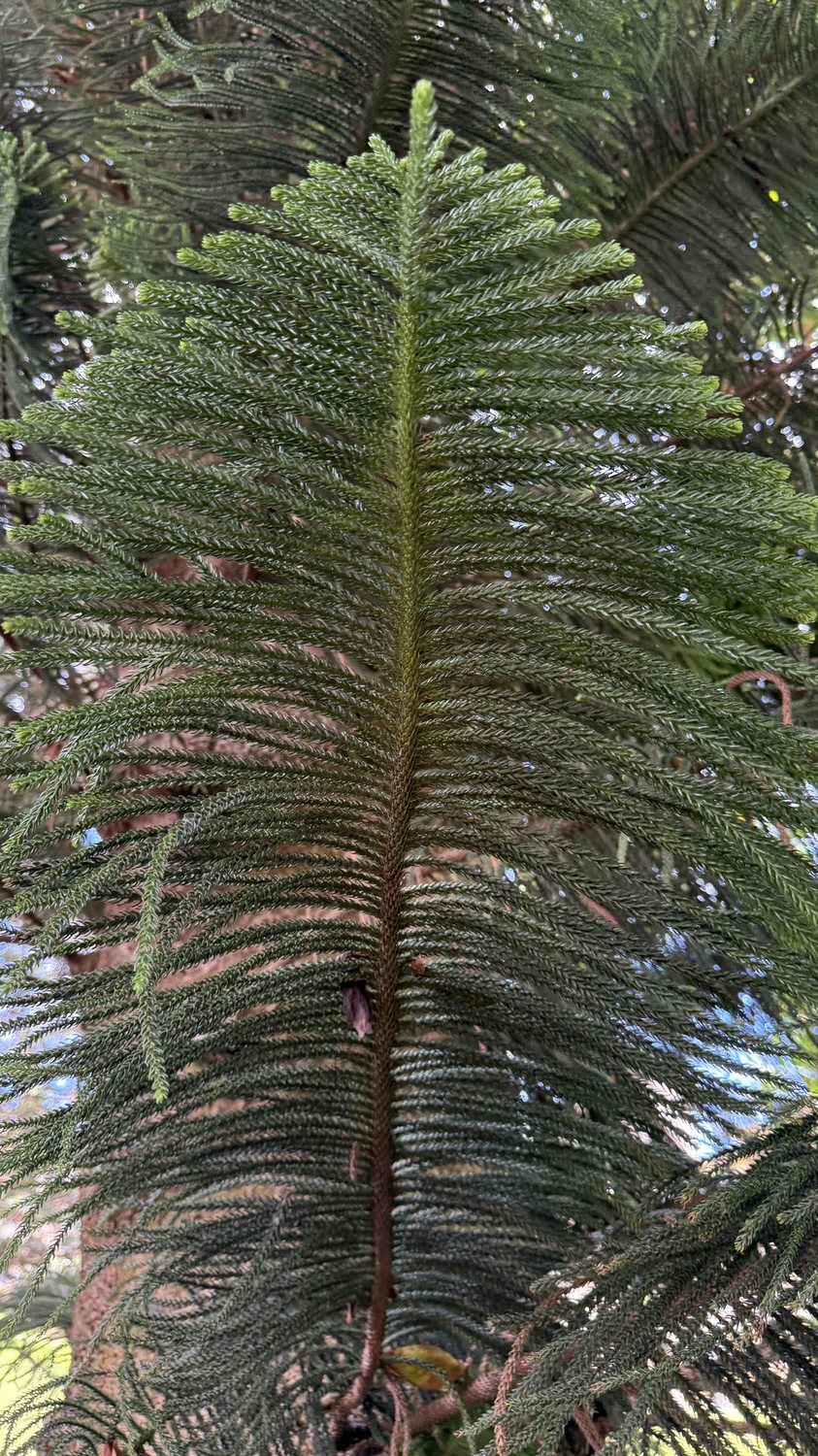 A pine branch seen from below: one straight stem carrying slender shoots at an even interval, bright at the tip, dark and dense at the base