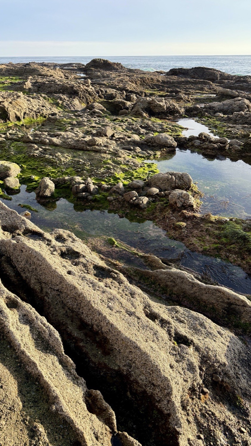 A rock shelf at low tide: rimmed pools of clear water, bright green algae, dry rock and the sea at the horizon